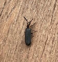 Pyticeroides laticornis