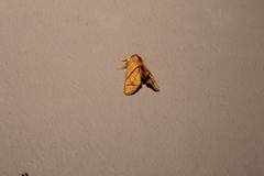 Apoda y-inversa
