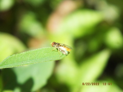 Toxomerus floralis
