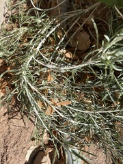Artemisia filifolia