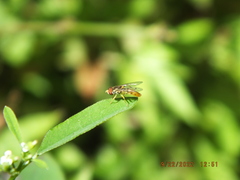 Toxomerus floralis