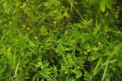 Vigna luteola