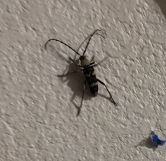 Megacyllene antennata