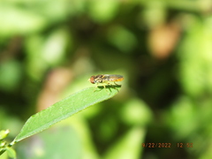 Toxomerus floralis