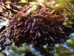Andreaea