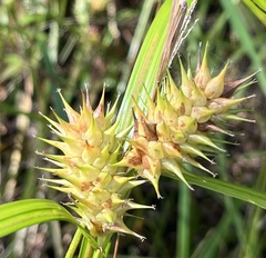 Carex lupulina