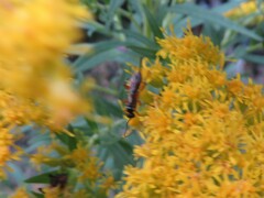 Itoplectis conquisitor