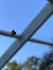 Gasteracantha cancriformis