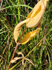 Asclepias ovalifolia