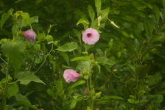 Hibiscus furcellatus
