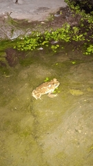 Rhinella arenarum
