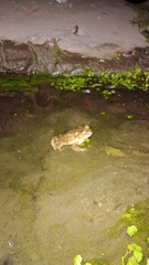 Rhinella arenarum