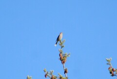 Myadestes townsendi