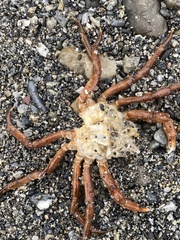 Hyas araneus