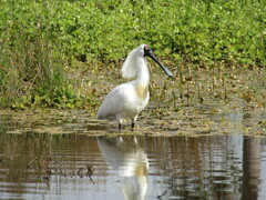 Platalea regia