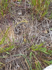 Psammophis crucifer