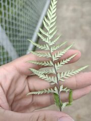 Pityrogramma calomelanos