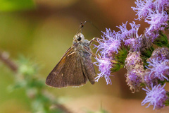 Polites themistocles