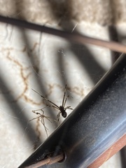 Latrodectus geometricus