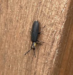 Pyticeroides laticornis