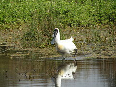 Platalea regia