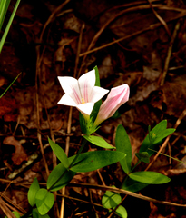 Spigelia alabamensis