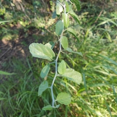 Celtis pallida