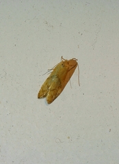 Blastobasis decolorella