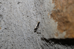 Monopis dorsistrigella