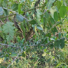 Celtis pallida