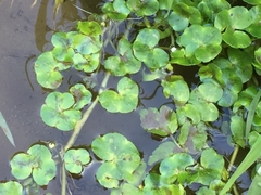 Ranunculus hederaceus