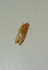 Blastobasis decolorella