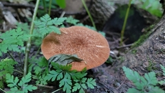 Polyporus