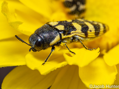 Acmaeodera alicia