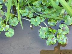 Ranunculus hederaceus