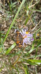 Phyciodes pulchella