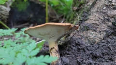 Polyporus