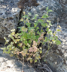 Agastache urticifolia