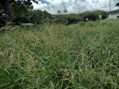 Sorghum × drummondii