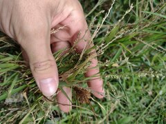 Echinochloa colona