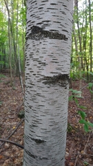 Betula papyrifera