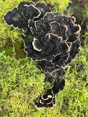 Trametes versicolor