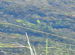 Myriophyllum sibiricum