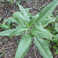 Ambrosia ambrosioides