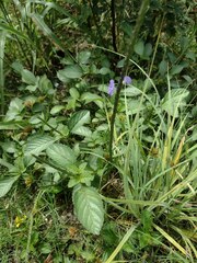 Stachytarpheta jamaicensis