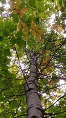 Betula papyrifera