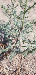 Salsola australis