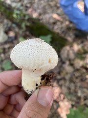 Lycoperdon perlatum