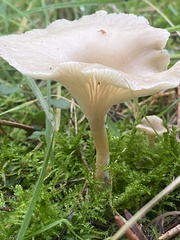 Infundibulicybe geotropa