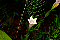 Spigelia alabamensis